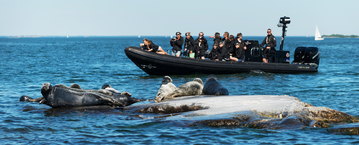 RIB Sälsafari